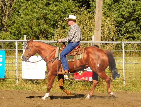 frank higgs quarter horse kansas
