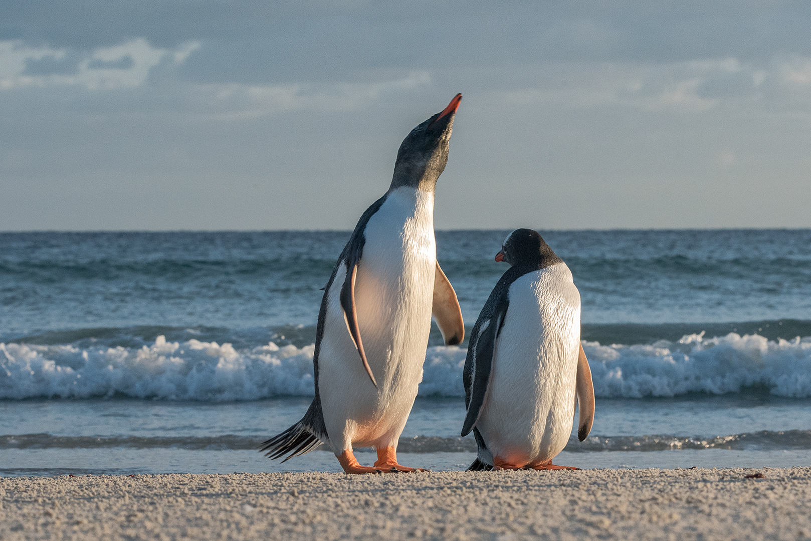 Gentoo Penguins at Saunders Island, Falklands Island