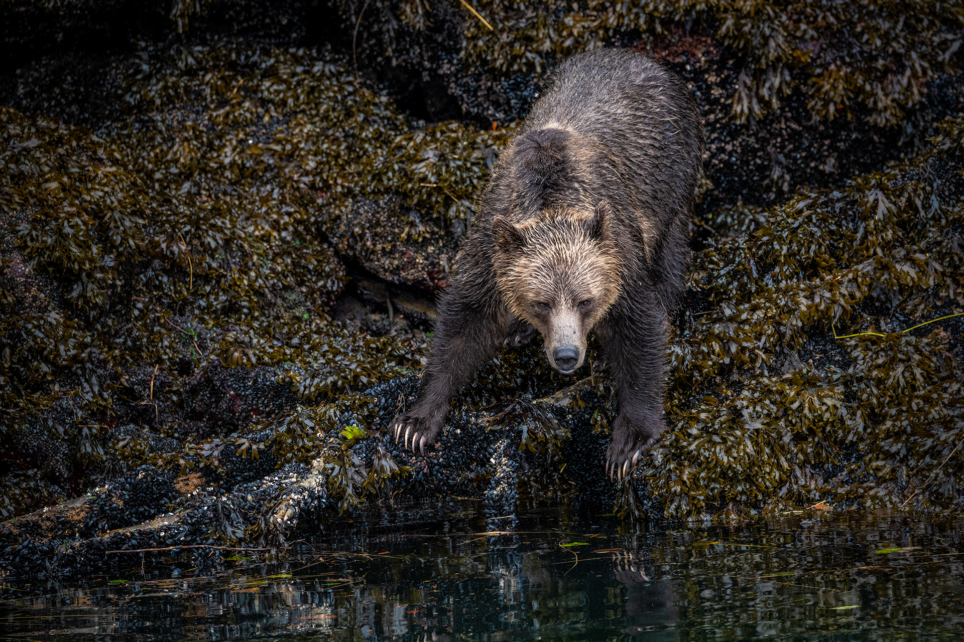 Grizzly bear at the Boughton Archipelago, BC