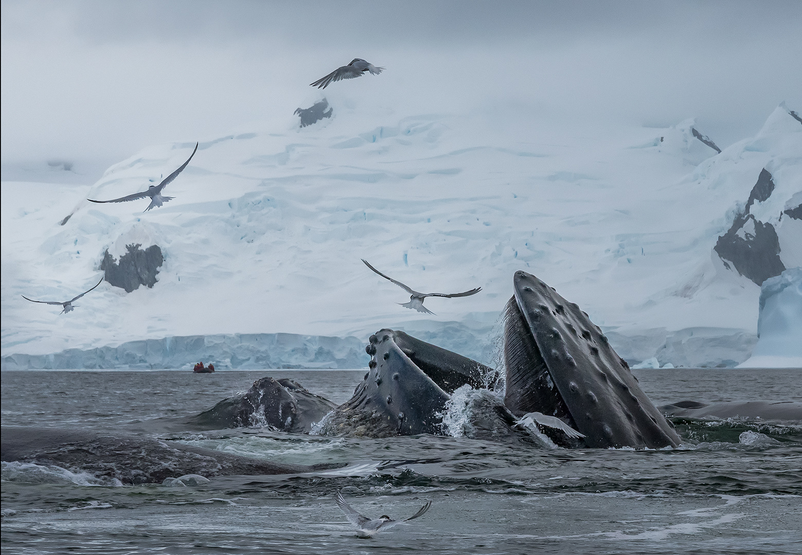 Humpback whales feeding at Fournier Bay, Antarctica