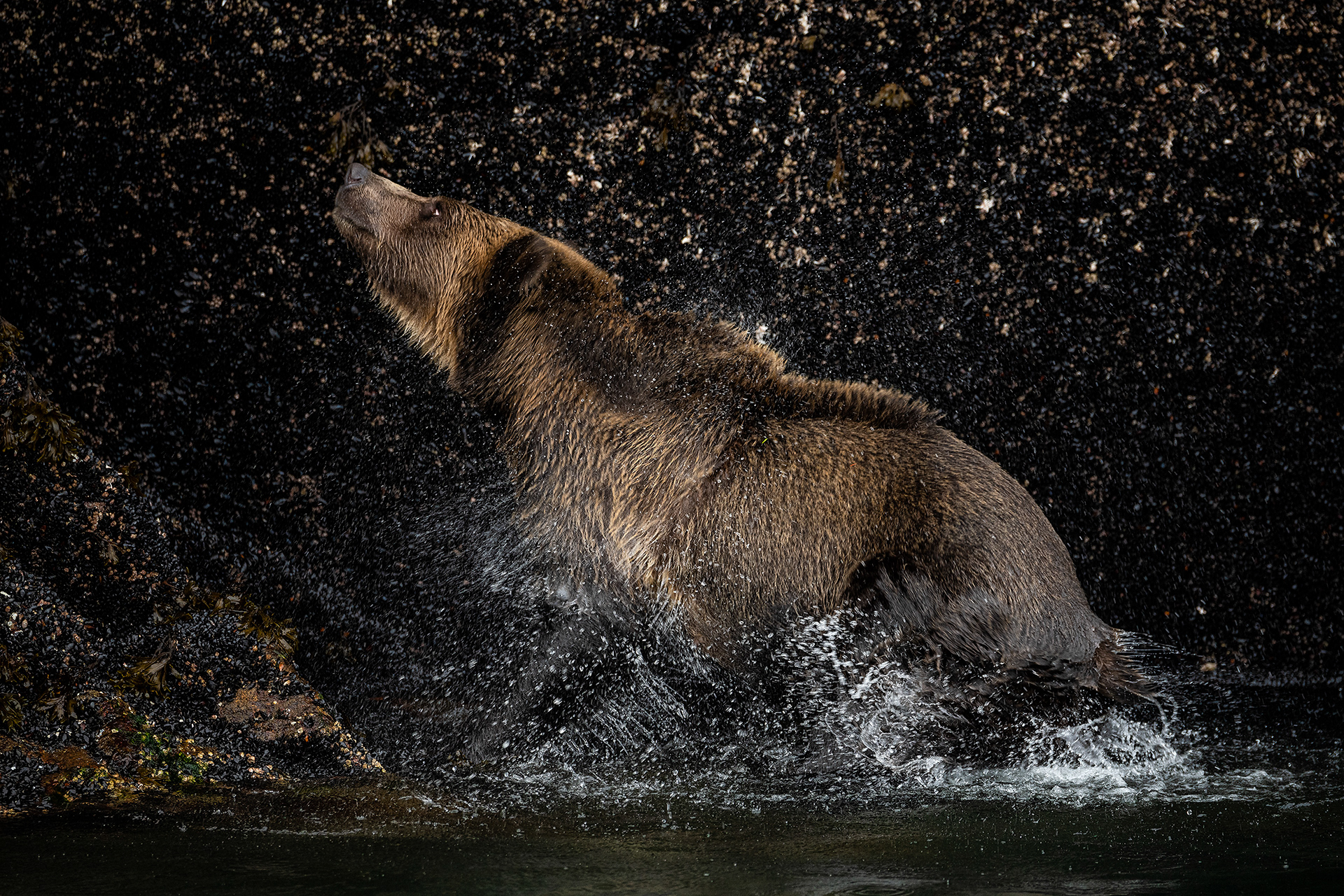 Grizzly bear at the Boughton Archipelago, BC