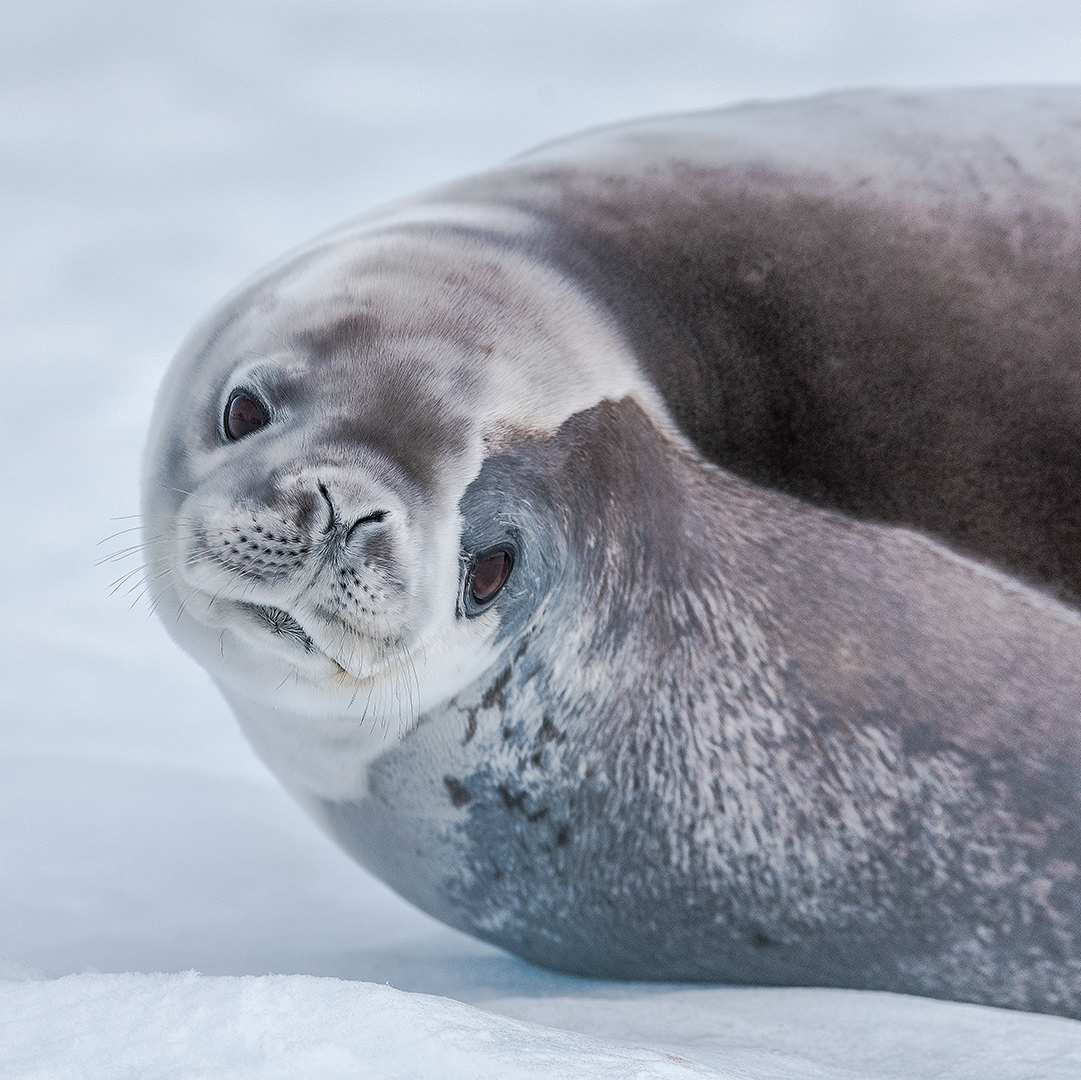 Weddell Seal, Whilelmina Bay, Antarctica