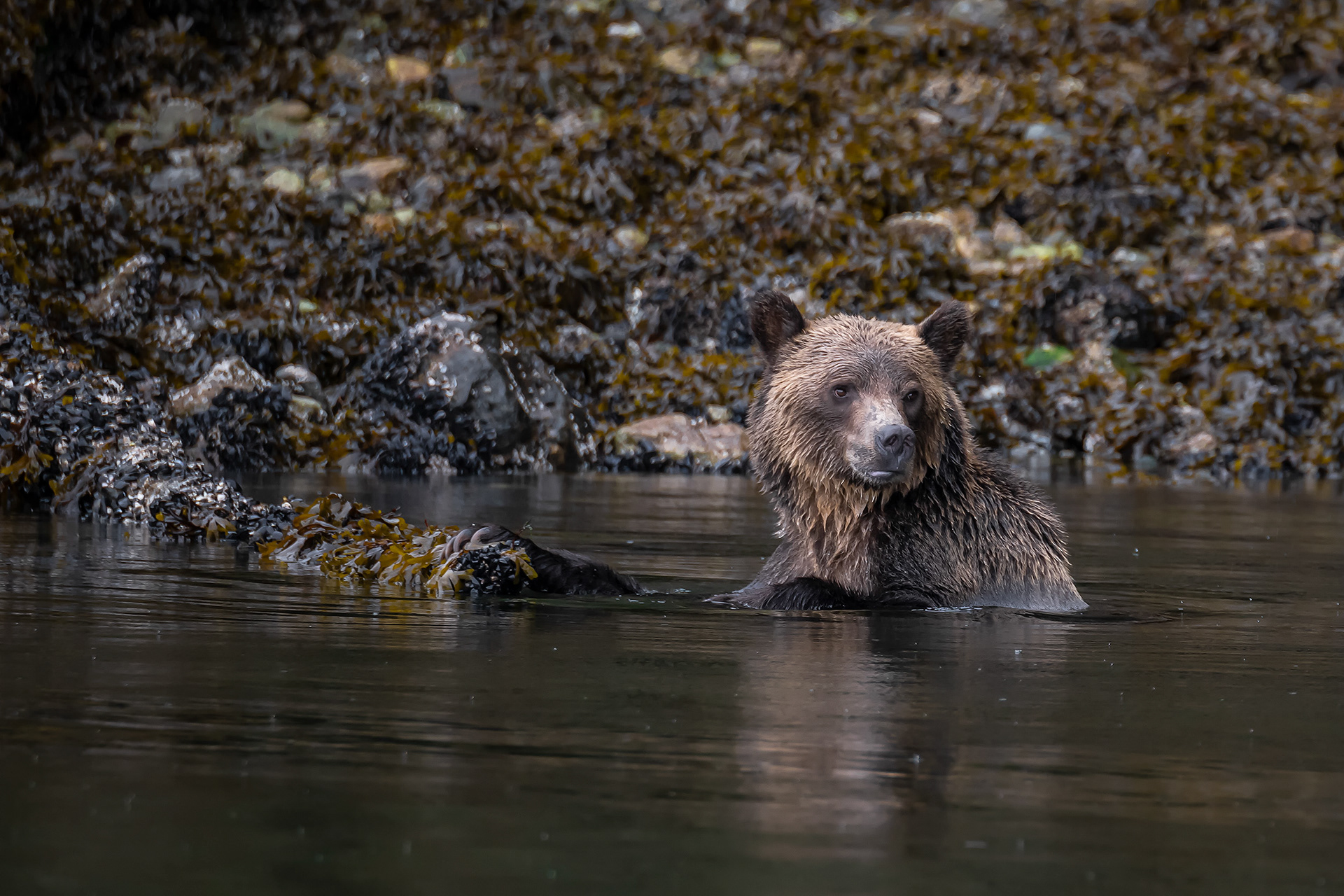 Grizzly bear at the Boughton Archipelago, BC