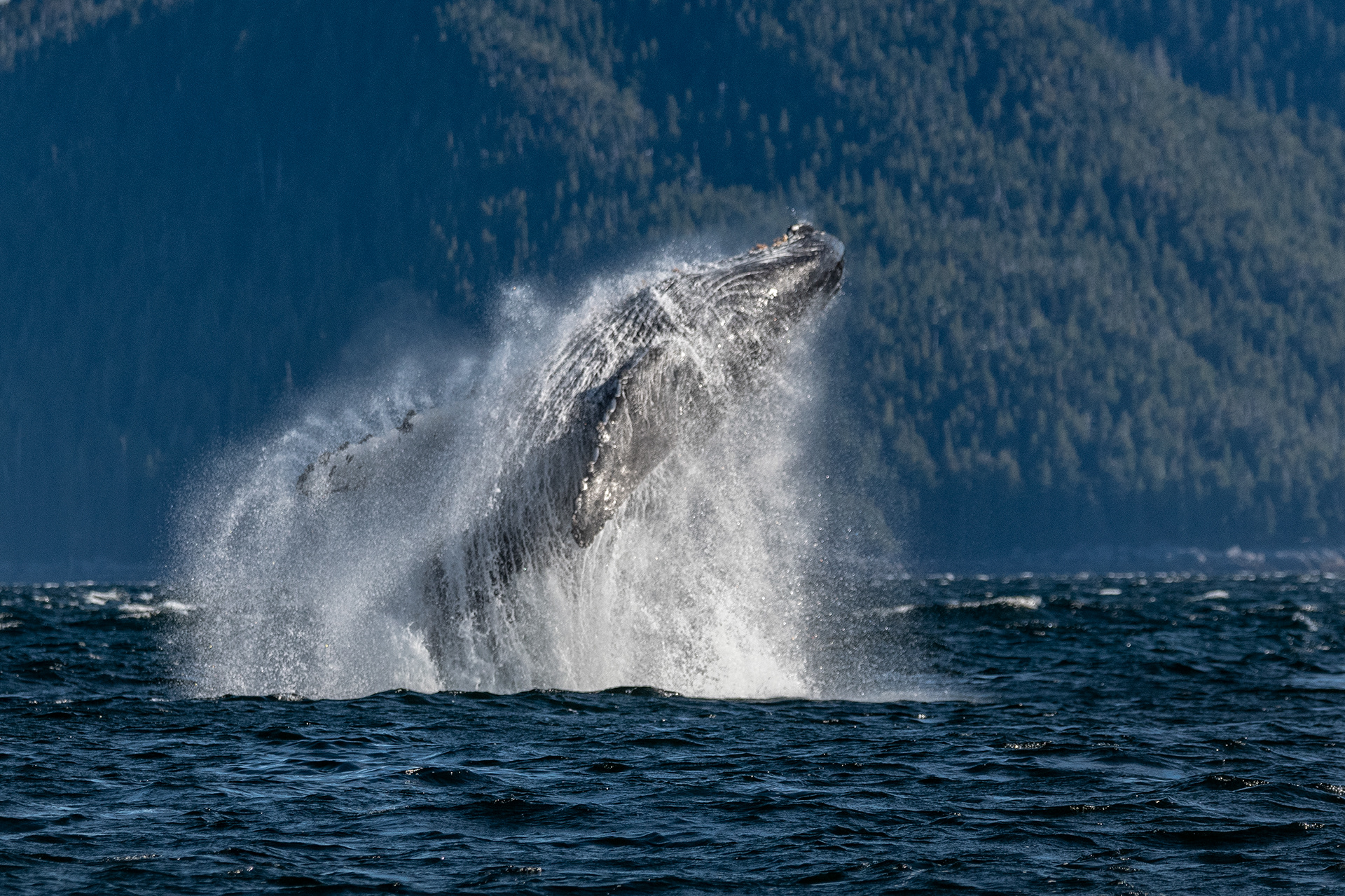 Humpback whale breaching at the Work Channel in northern BC