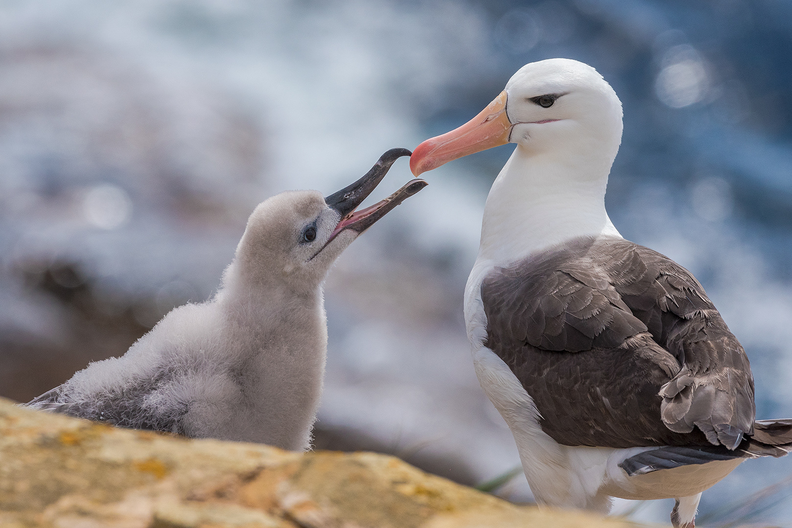 Black-browed albatross. Falkland, Islands