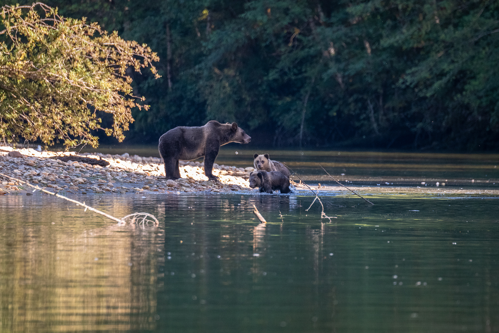 Momma bear and cubs at the Khutzeymateen Provincial Park