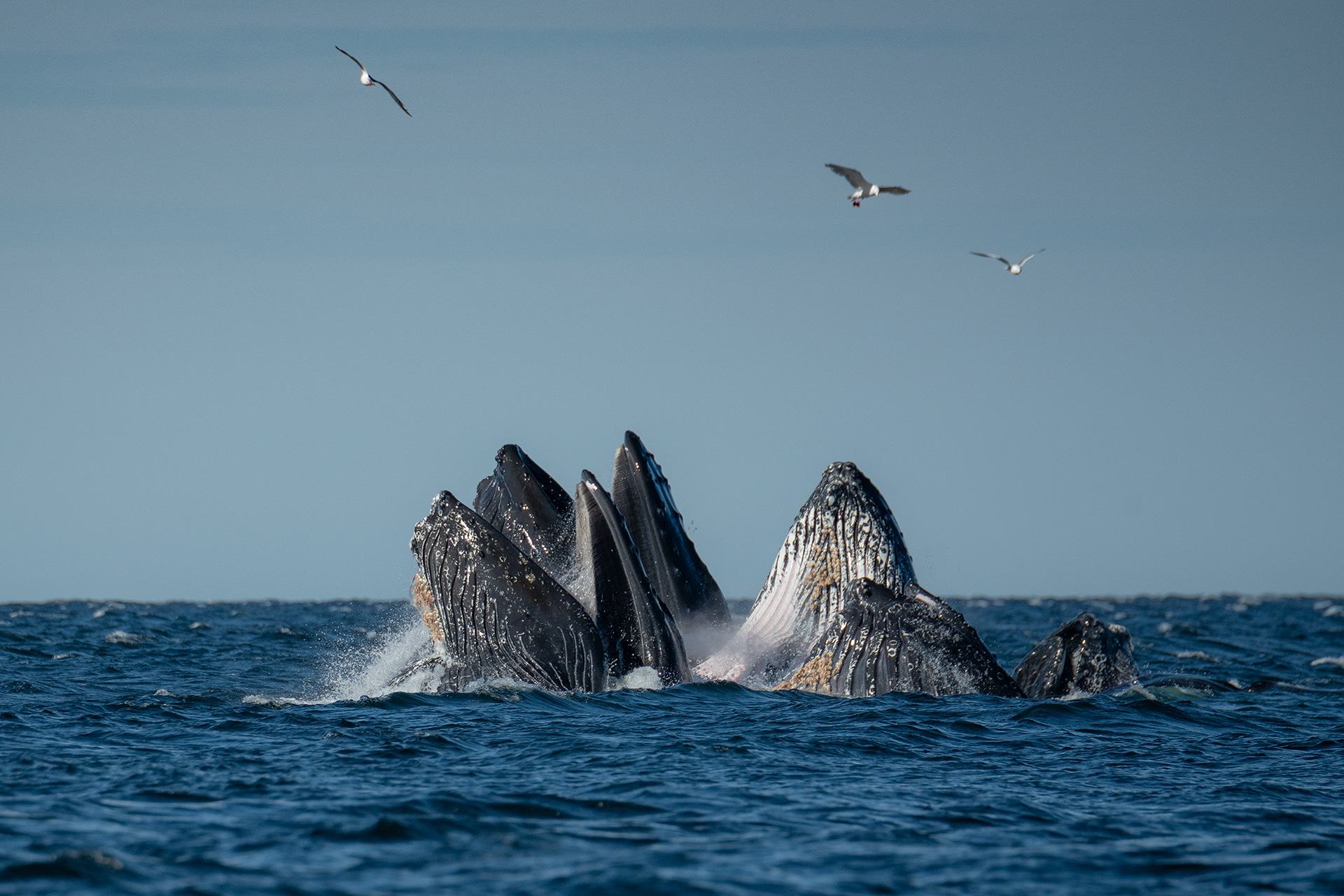 A group of Humpbacks feeding at Work Channel