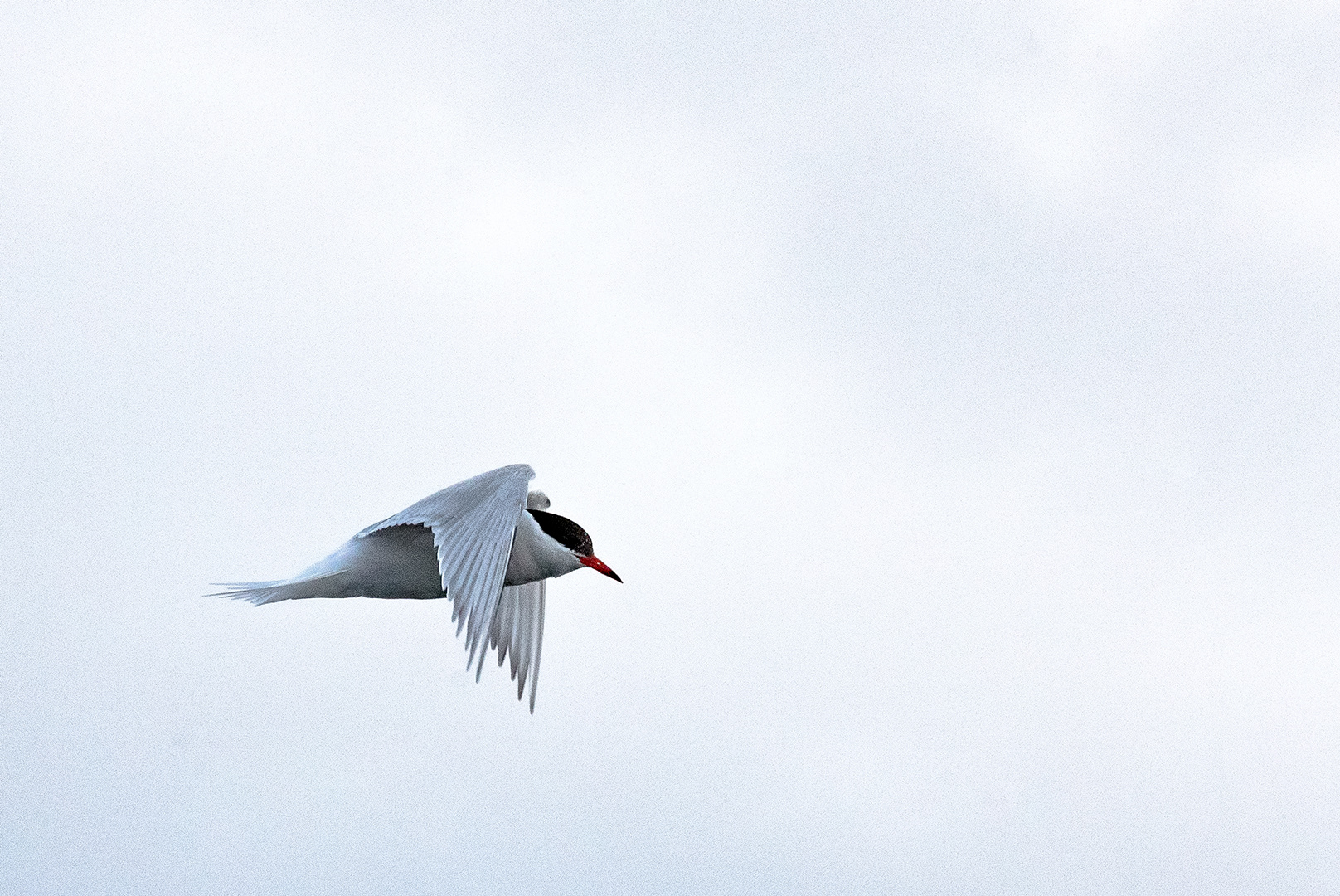 Antarctic Tern