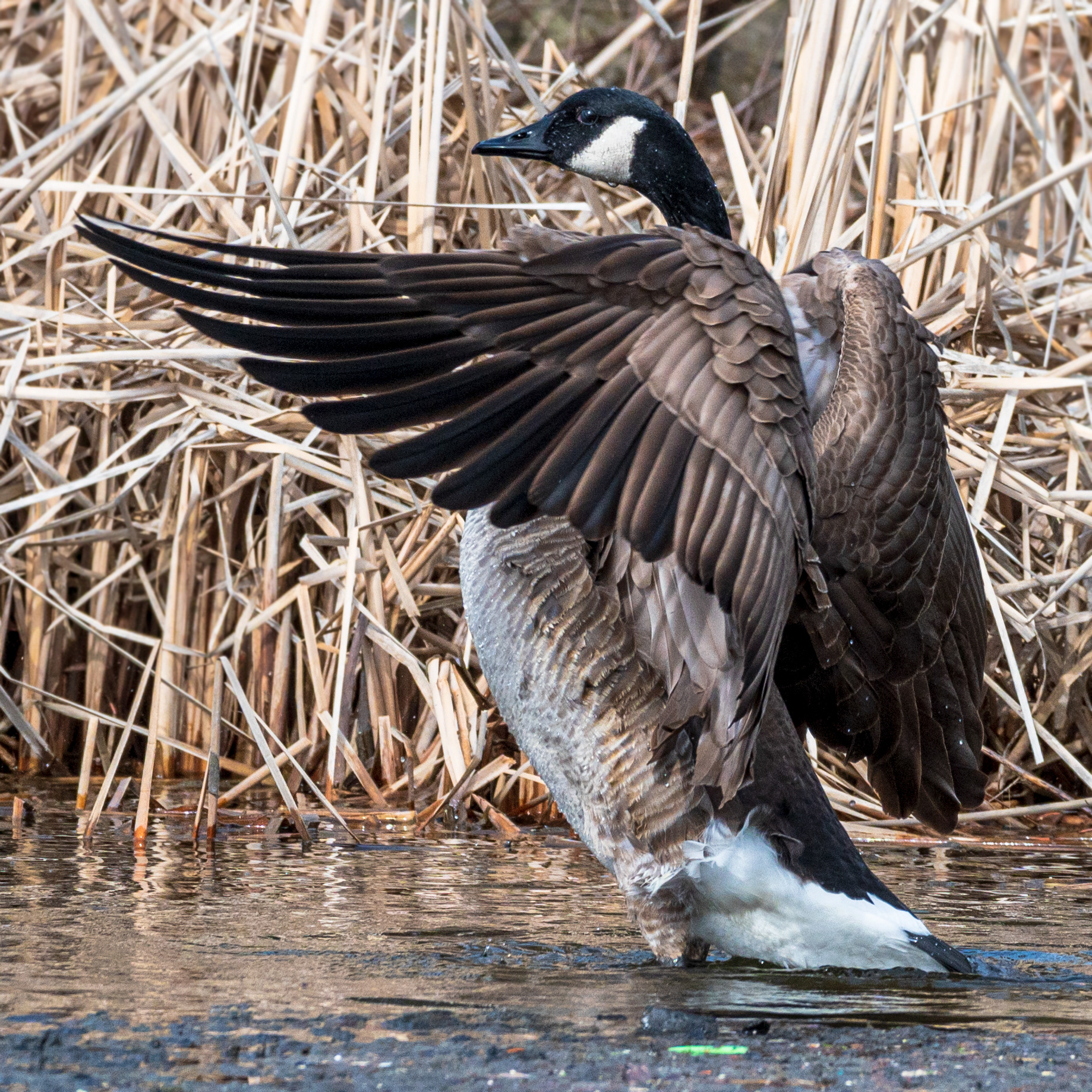 Canada goose (Branta canadensis)