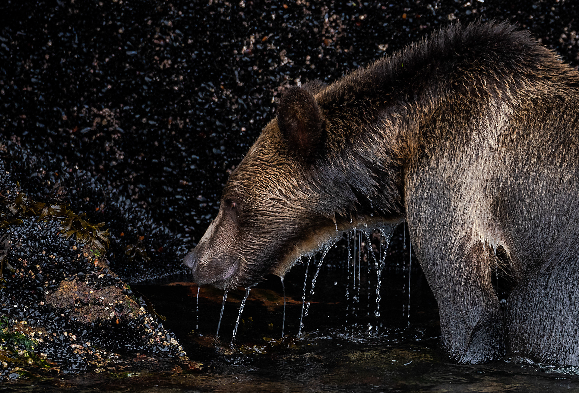 Grizzly bear at the Boughton Archipelago, BC