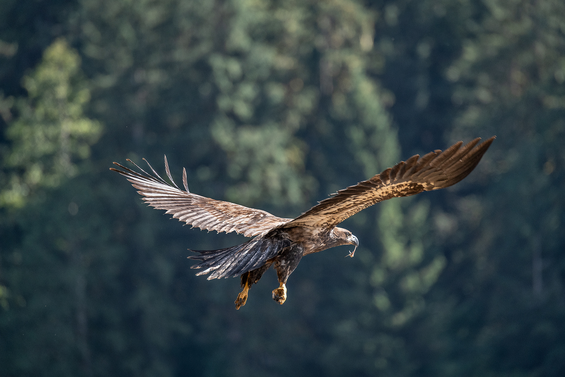 Eagle at the Khutzeymateen 