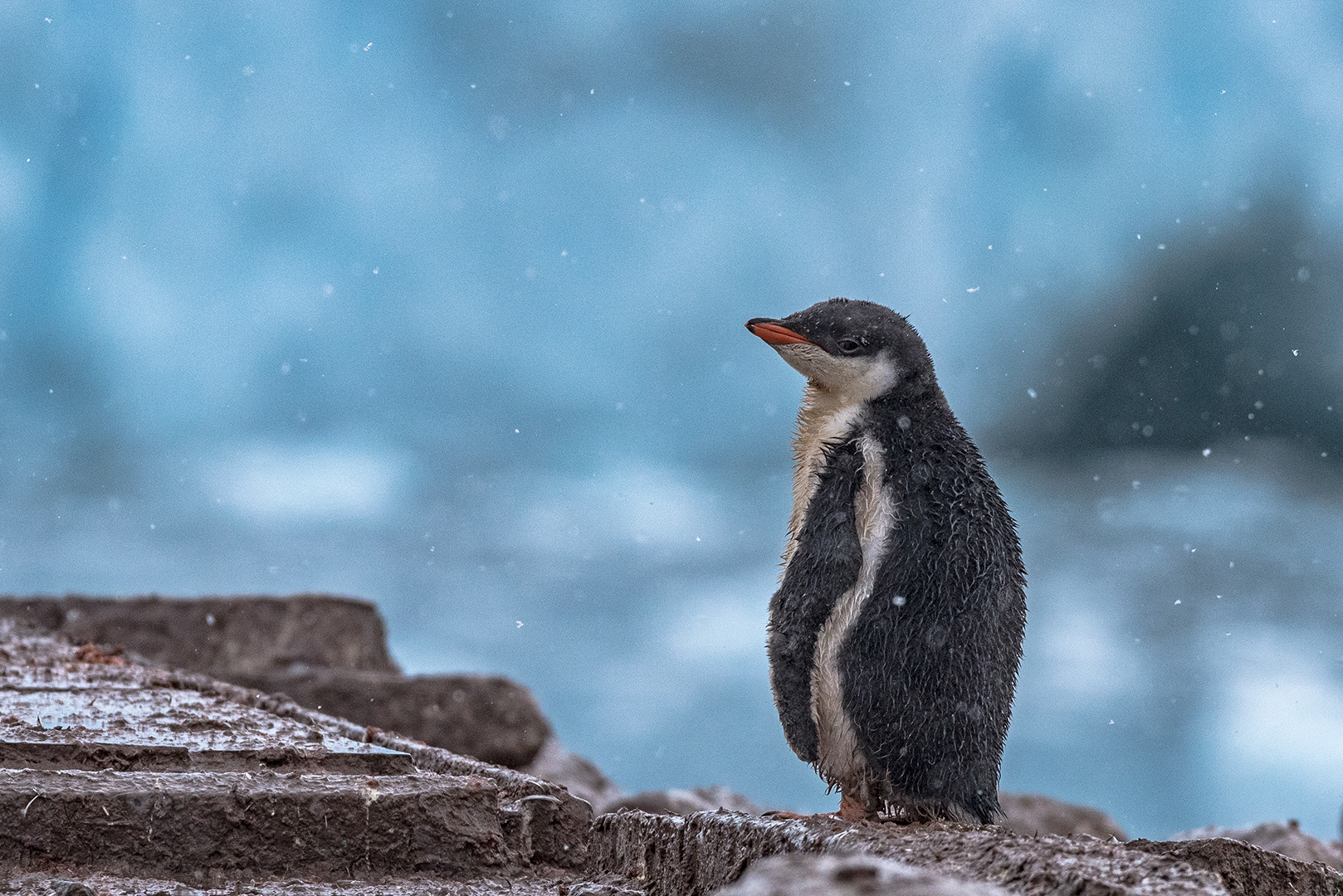 Gentoo Penguin. Nekko Harbour, Antarctica