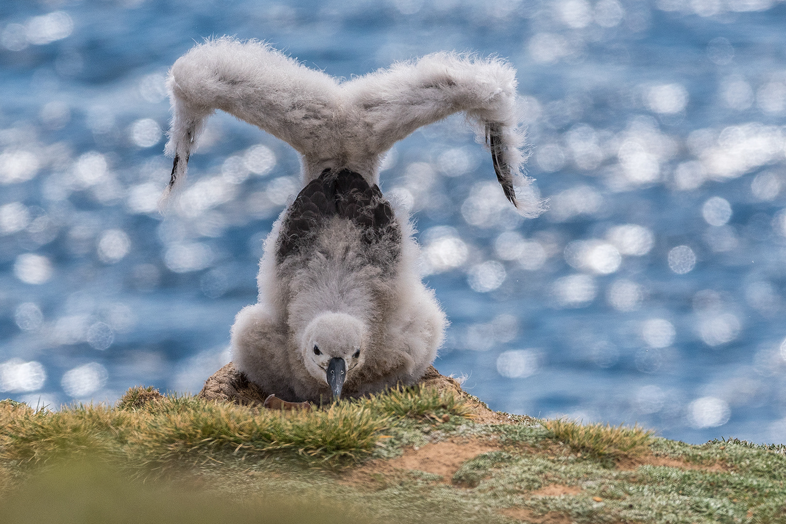 Black-browed albatross. Falkland, Islands