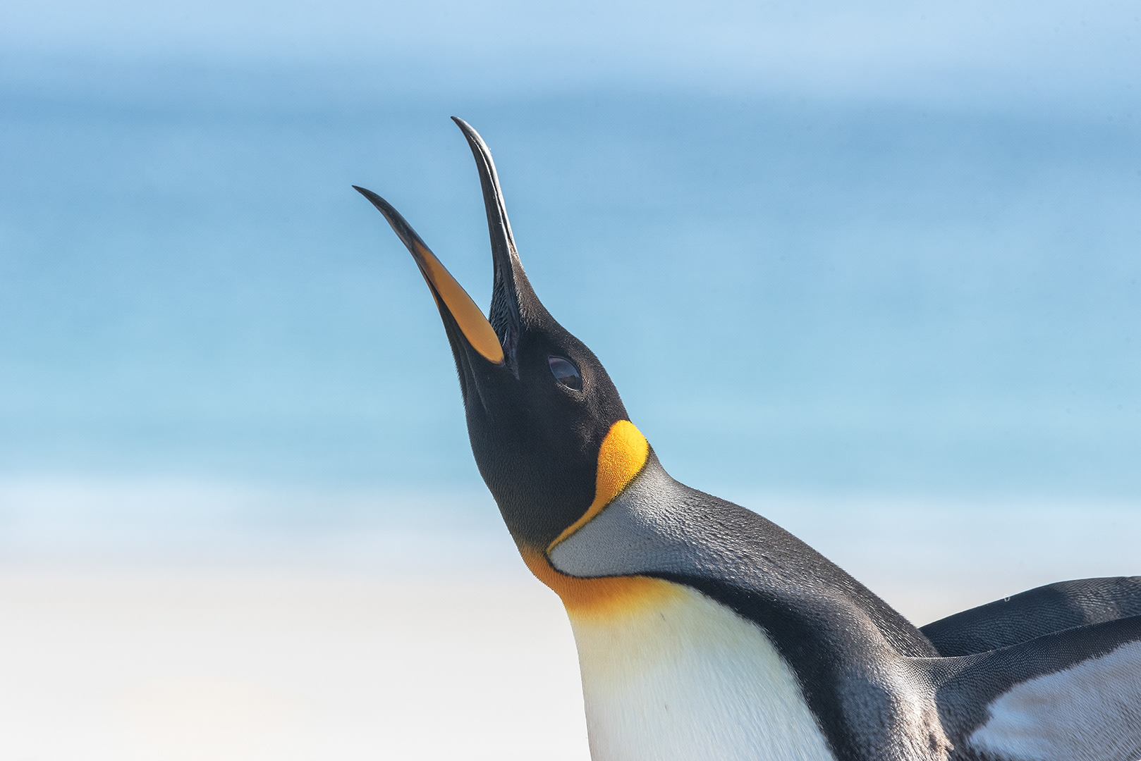 King Penguin at Saunders Island, Falklands Island
