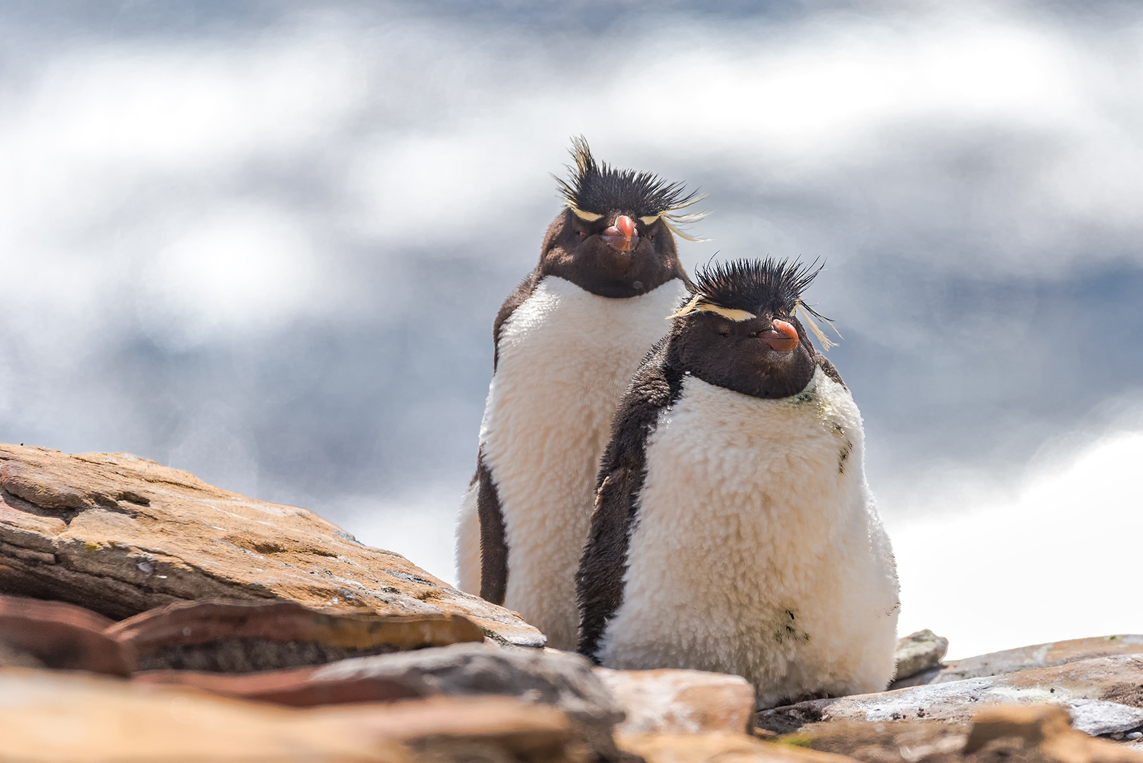 Rock-hopper penguins. Falkland Islands