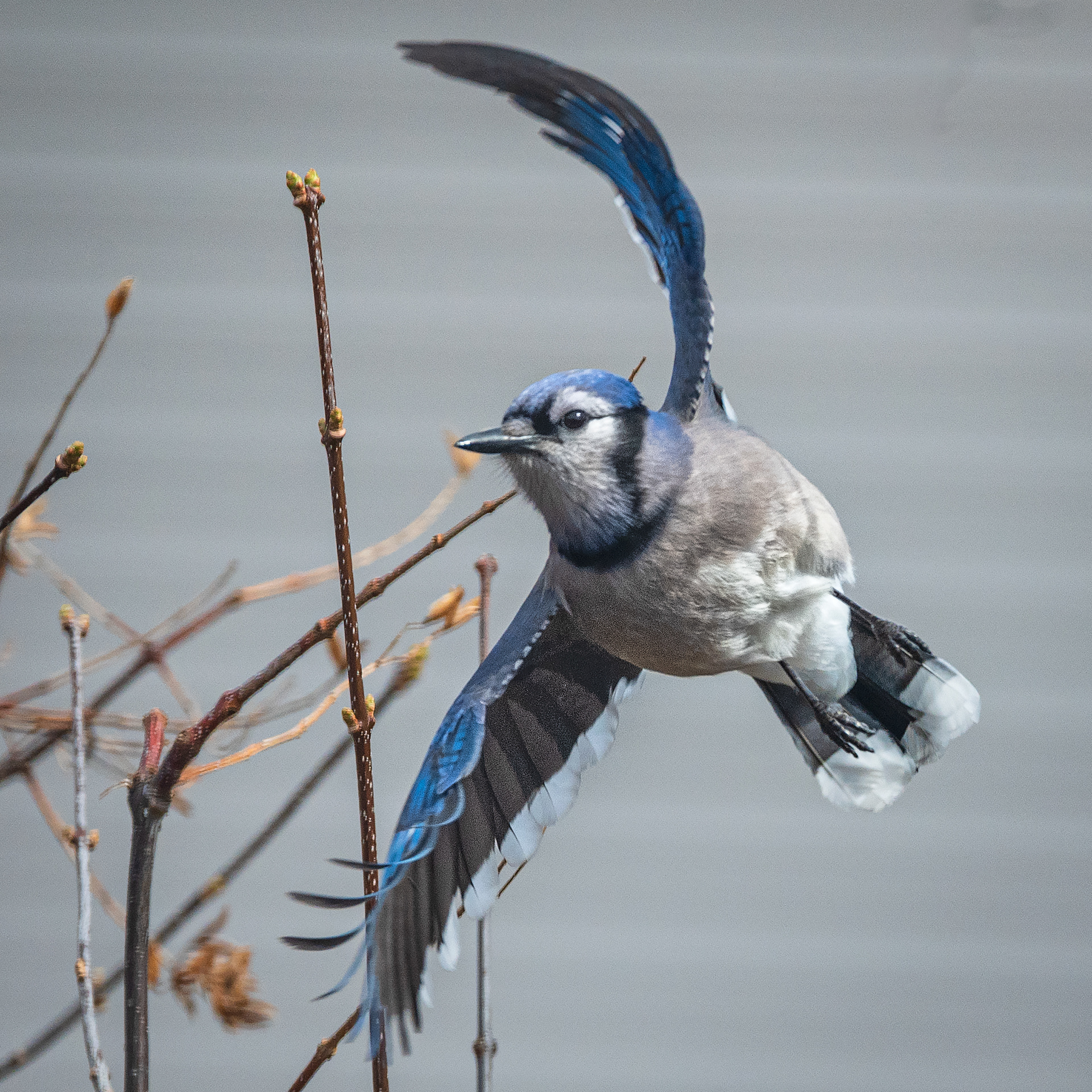 Blue Jay (Cyanocitta cristata)
