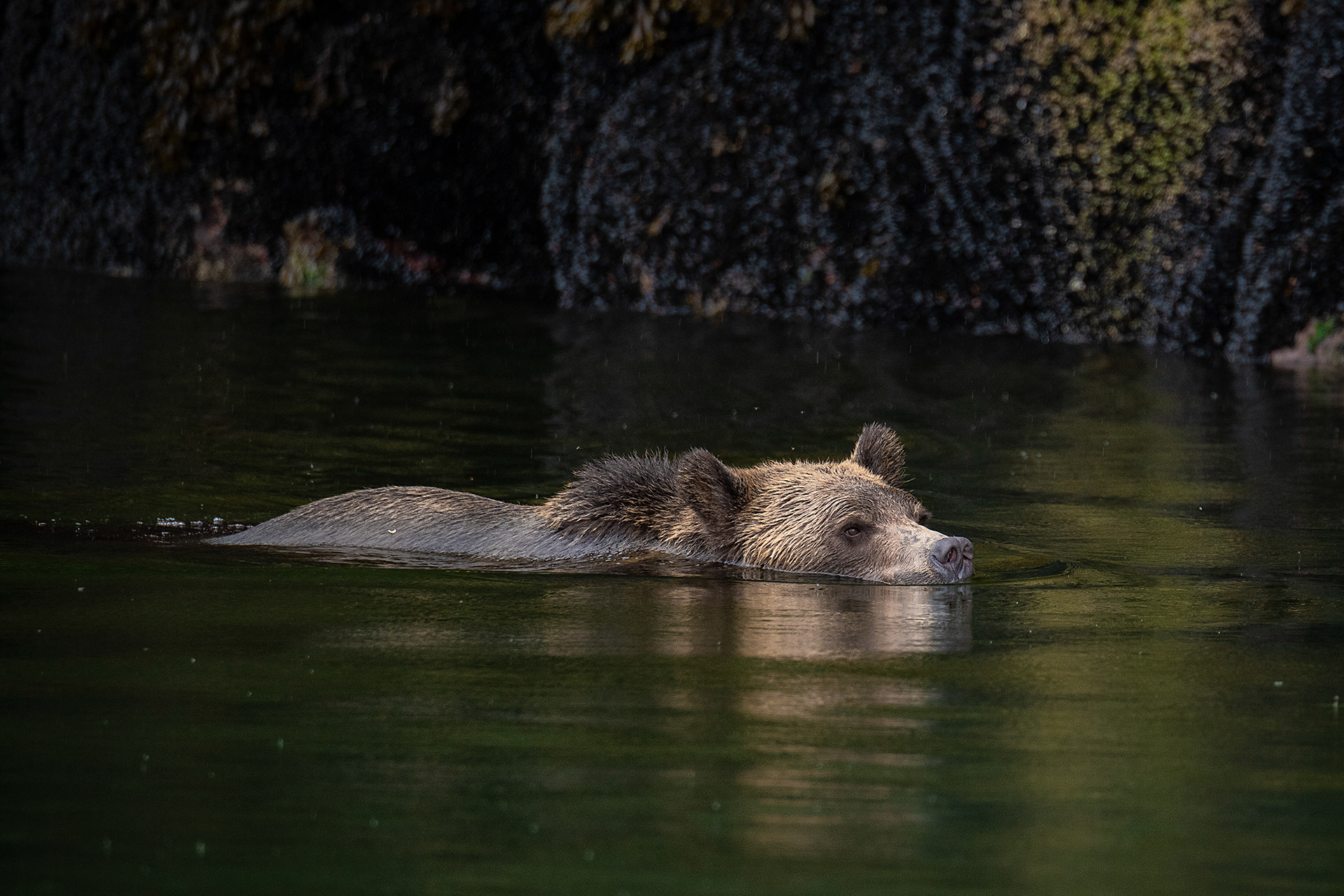 Grizzly bear at the Boughton Archipelago, BC
