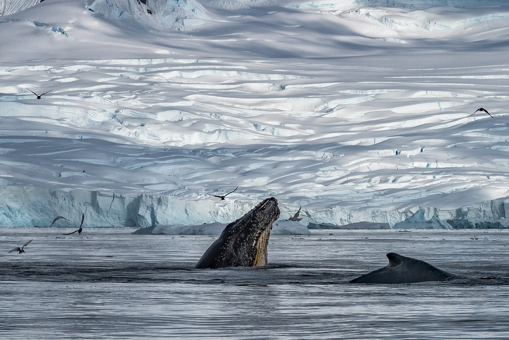 Humpback whales feeding at Fournier Bay, Antarctica