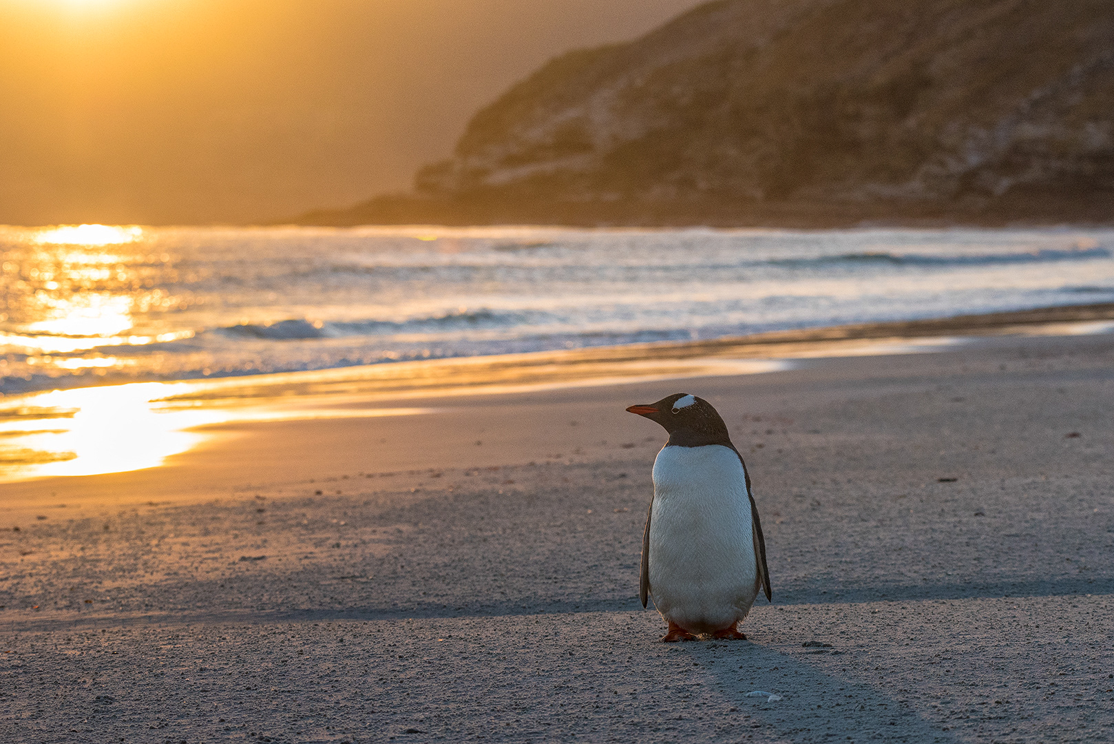 Gentoo Penguin at Saunders Island, Falklands Island
