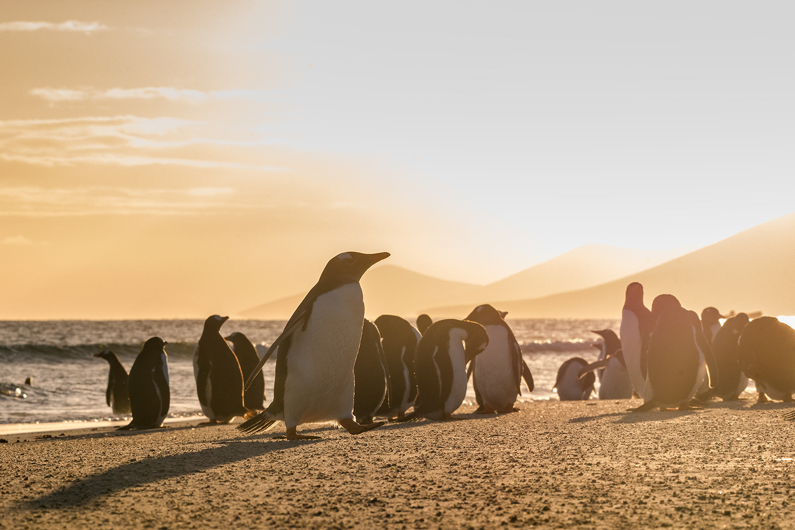 Gentoo Penguin at Saunders Island, Falklands Island