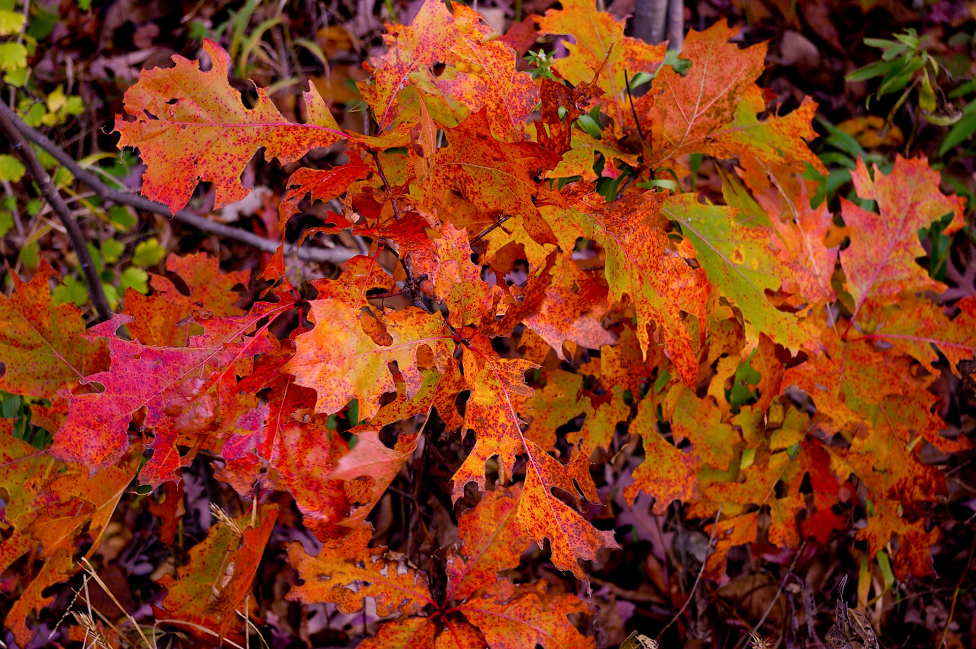 Lake Jacomo, Jackson County MO