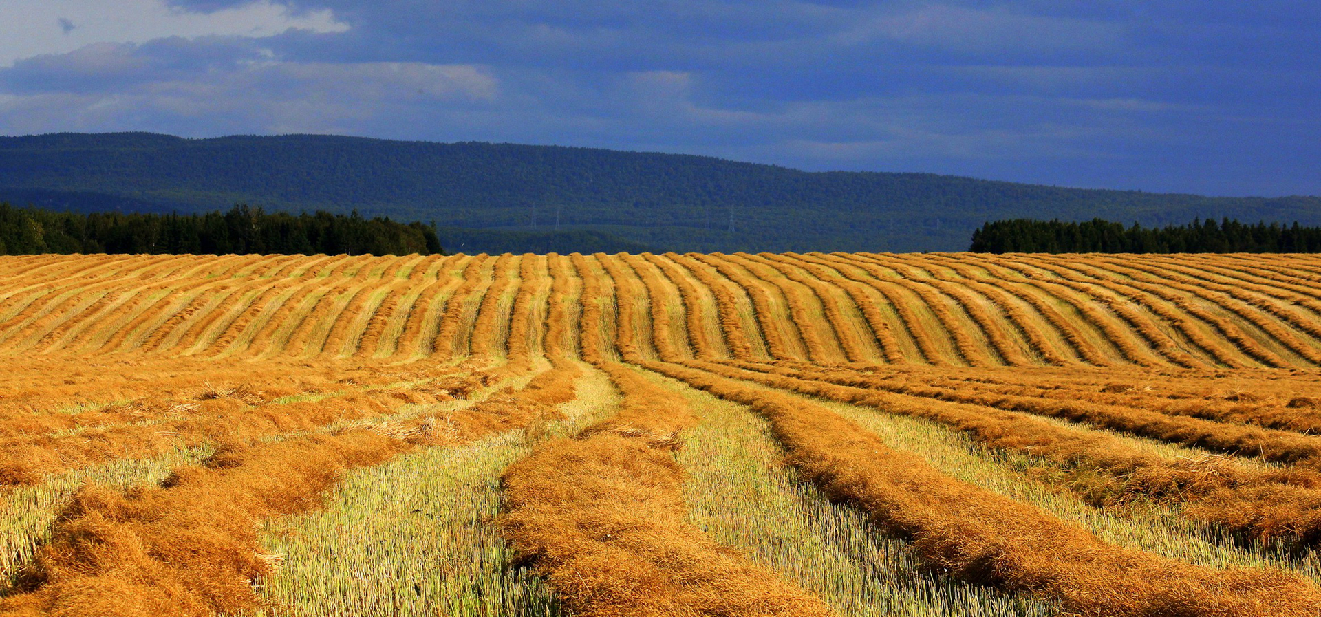 Moisson, Saint-Roch des Aulnaies (Québec)