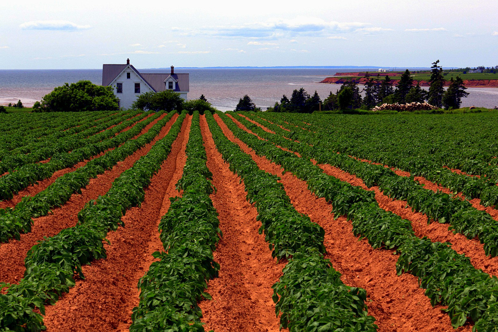 Semence, Île-du-Prince-Edouard