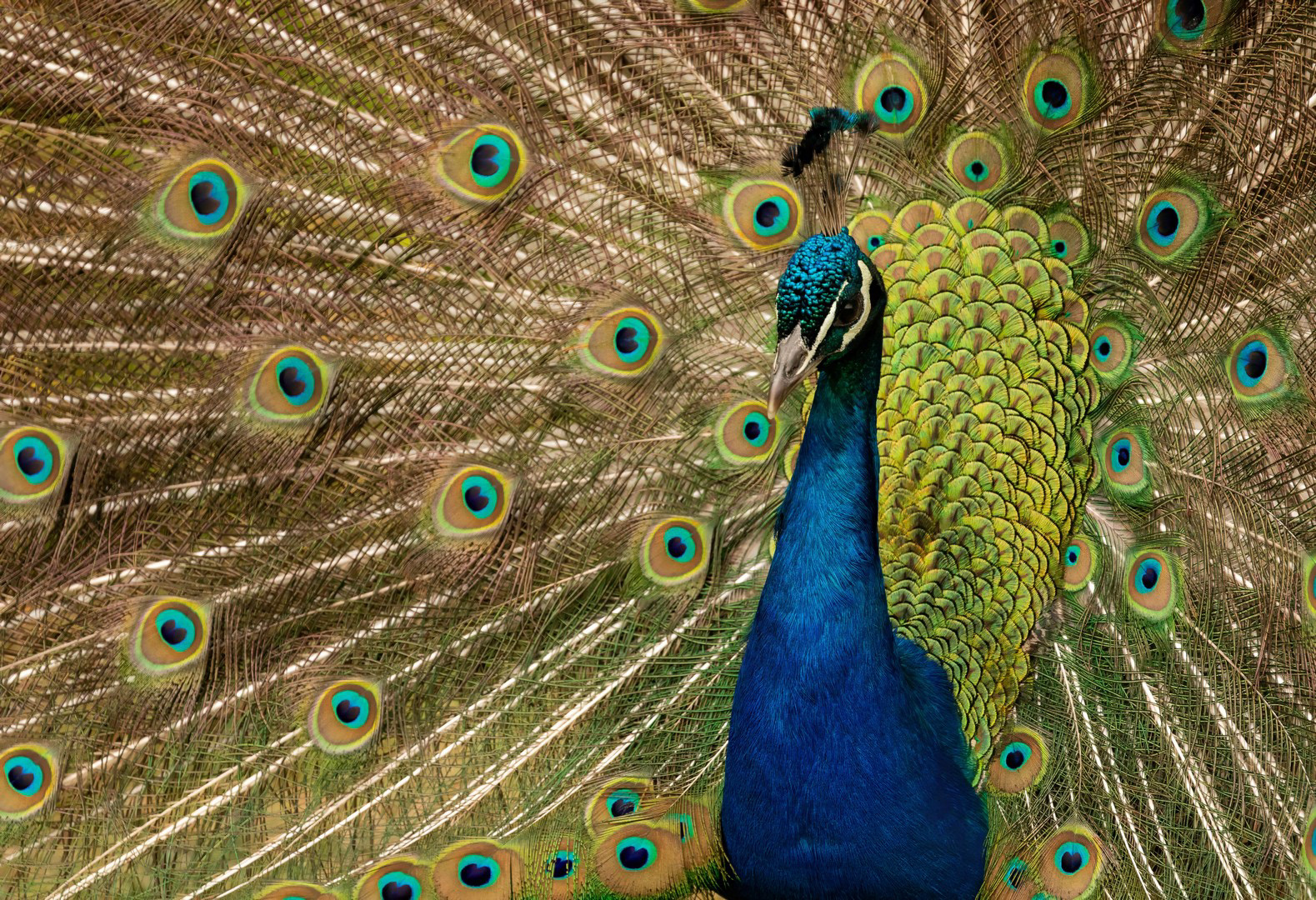 La splendeur du paon bleu, Irlande