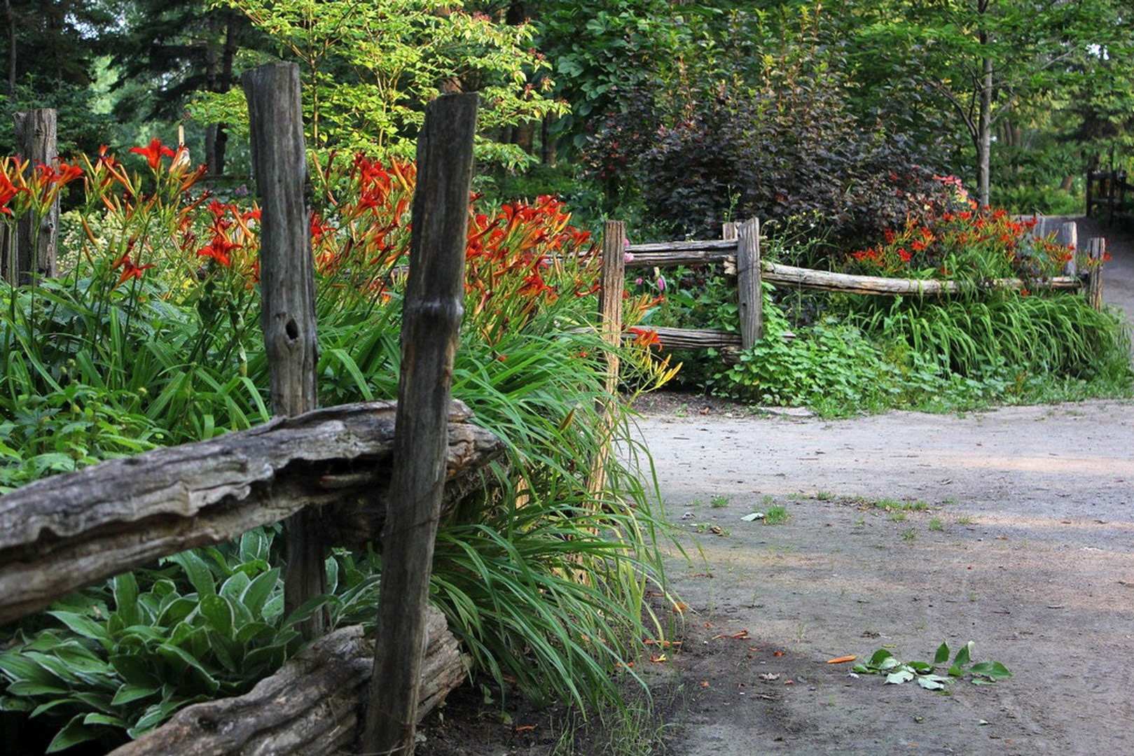 Hémérocalle, Laval (Québec)