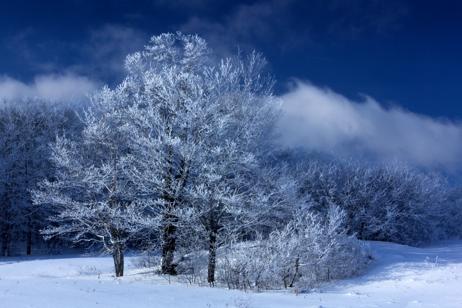 Arbres de givre, Saint-Adalbert (Québec)
