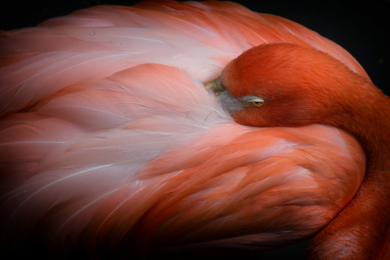 Camouflage, Granby (Québec)