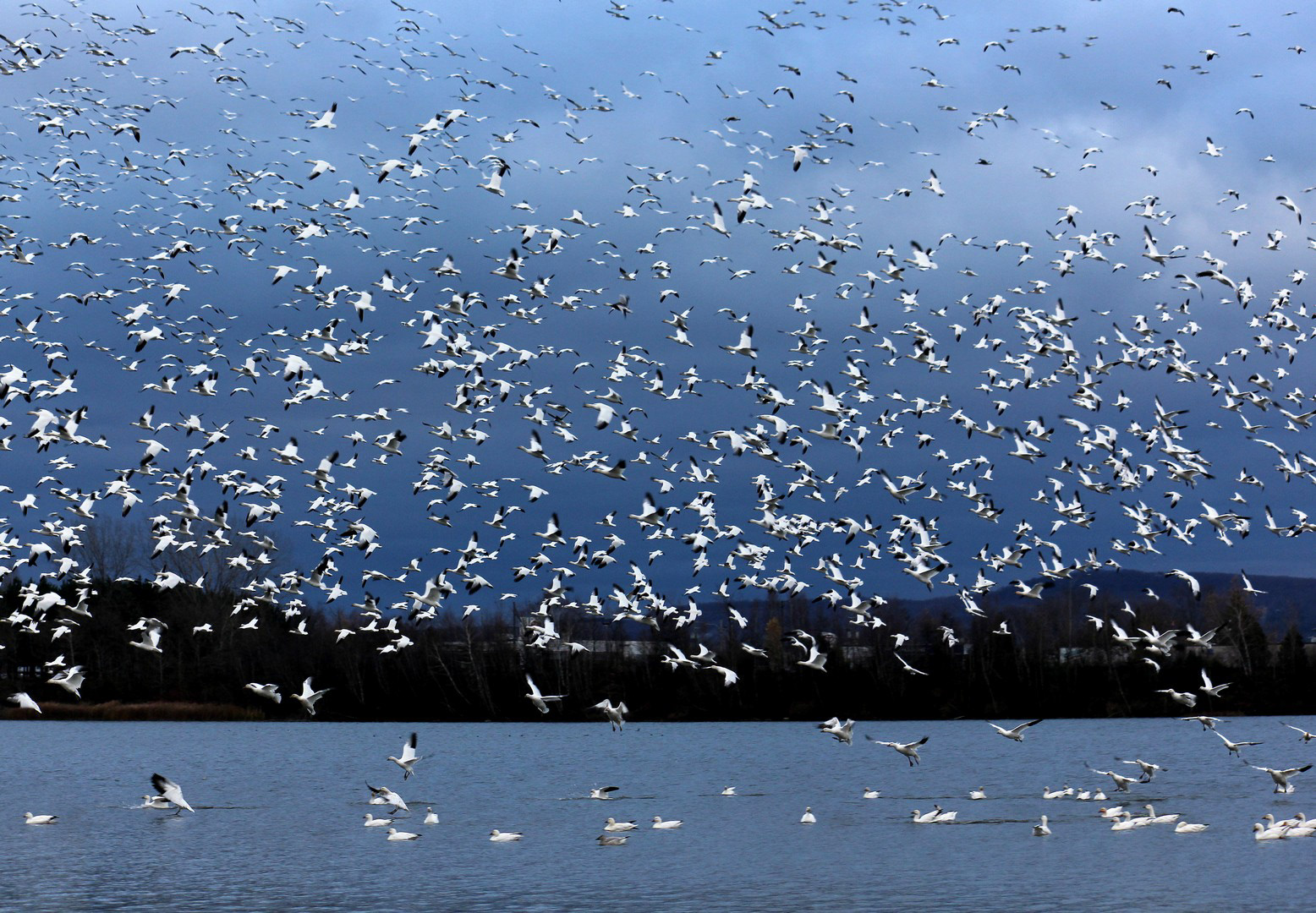 Envolée d'oies blanches, Victoriaville (Québec)