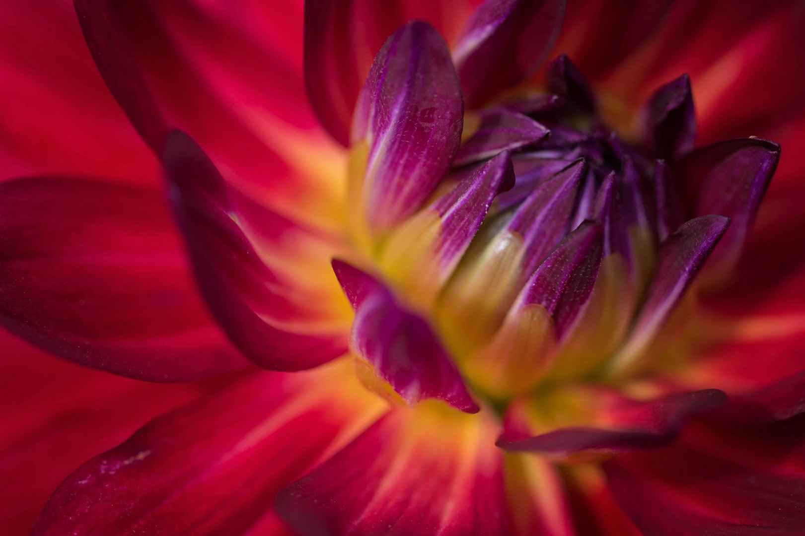 Rouge Dahlia