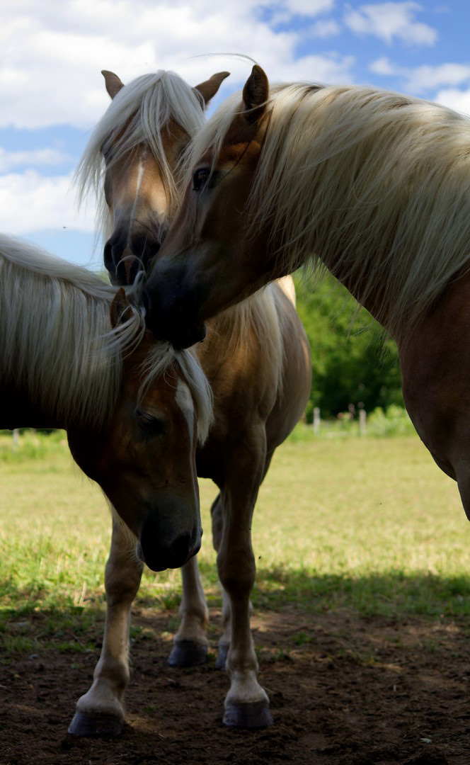 Tendresse animalière, Île d'Orléans (Québec)