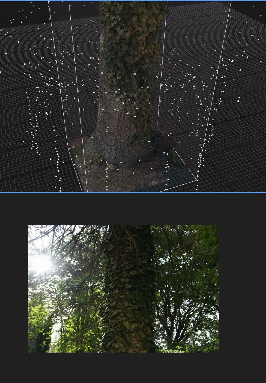Screenshot Reality Capture, 3D scan of a spruce