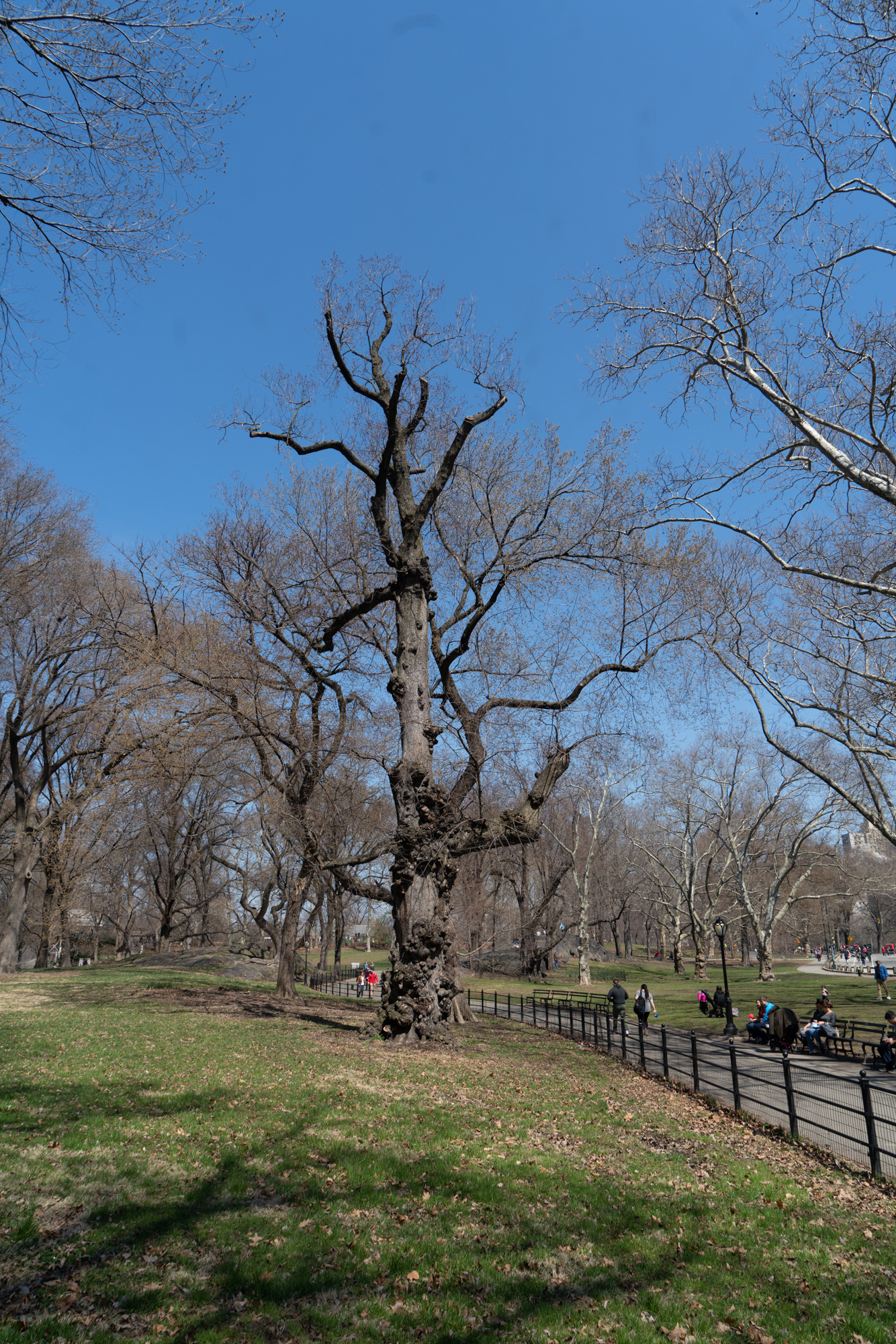 Central Park