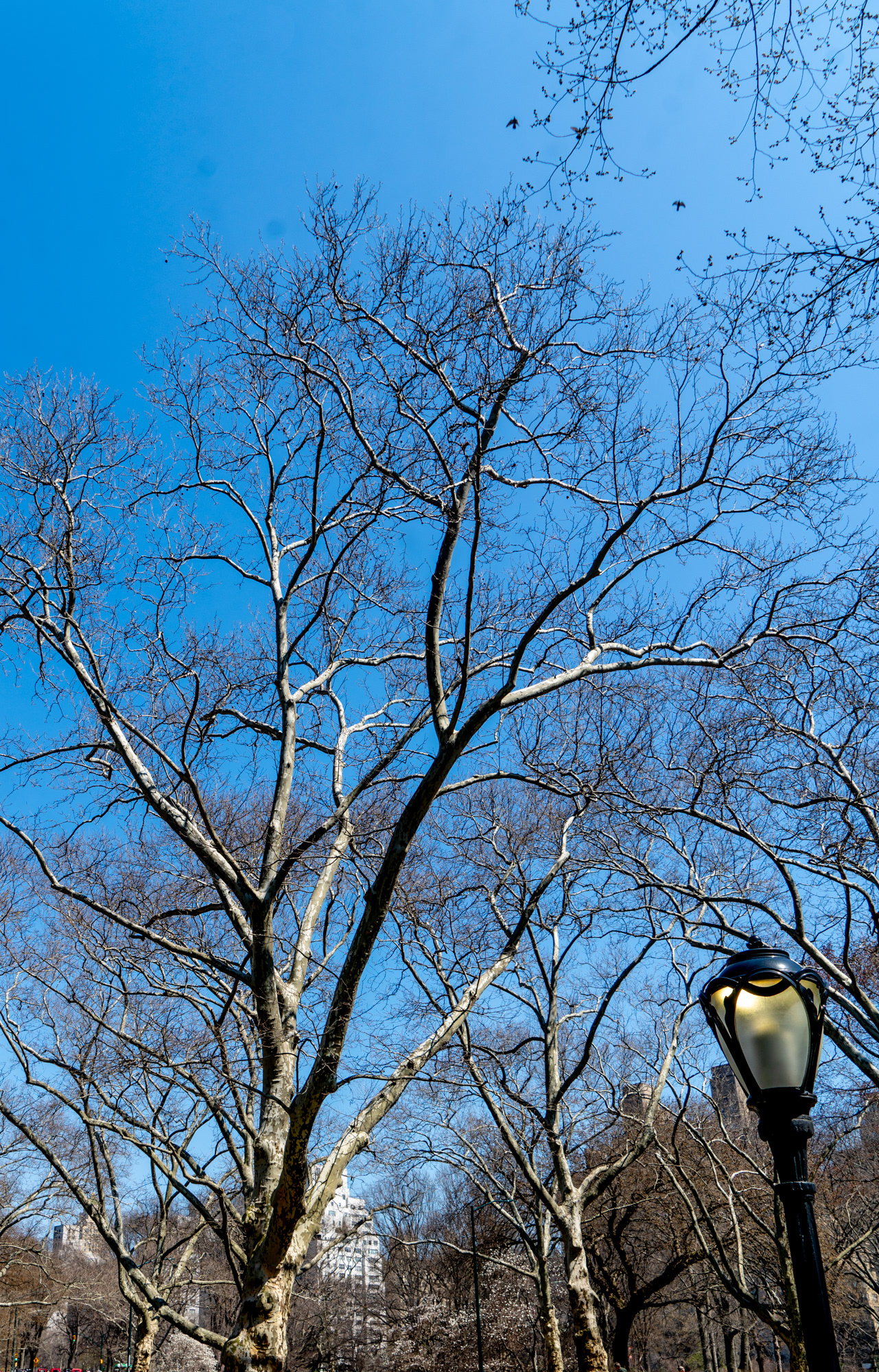 Central Park