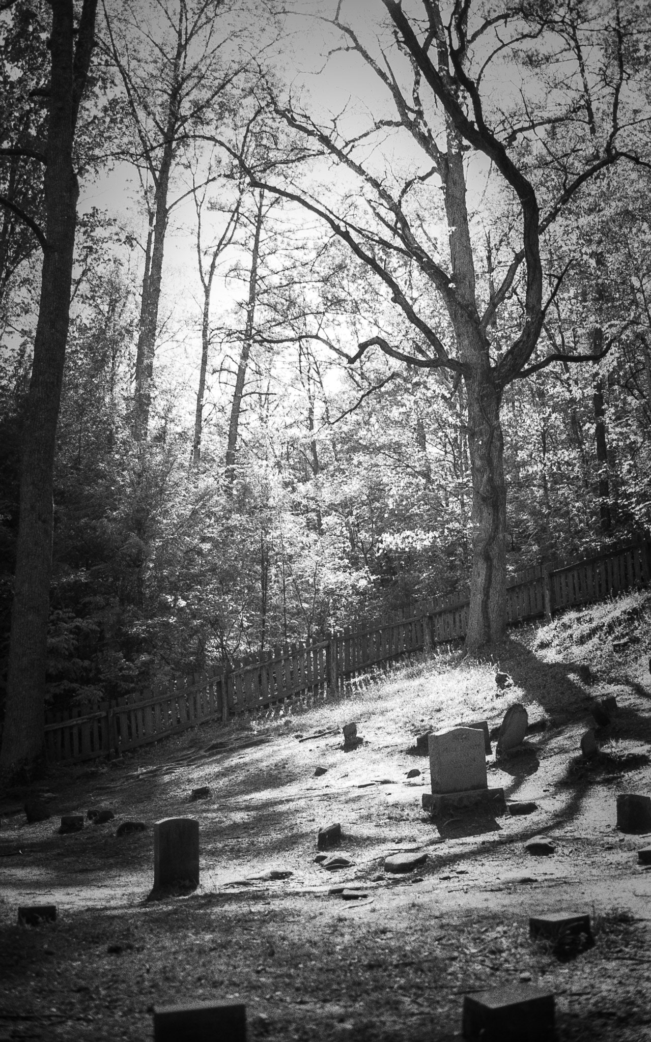 GSMNP 2003 - Ilford Delta 400 Pro