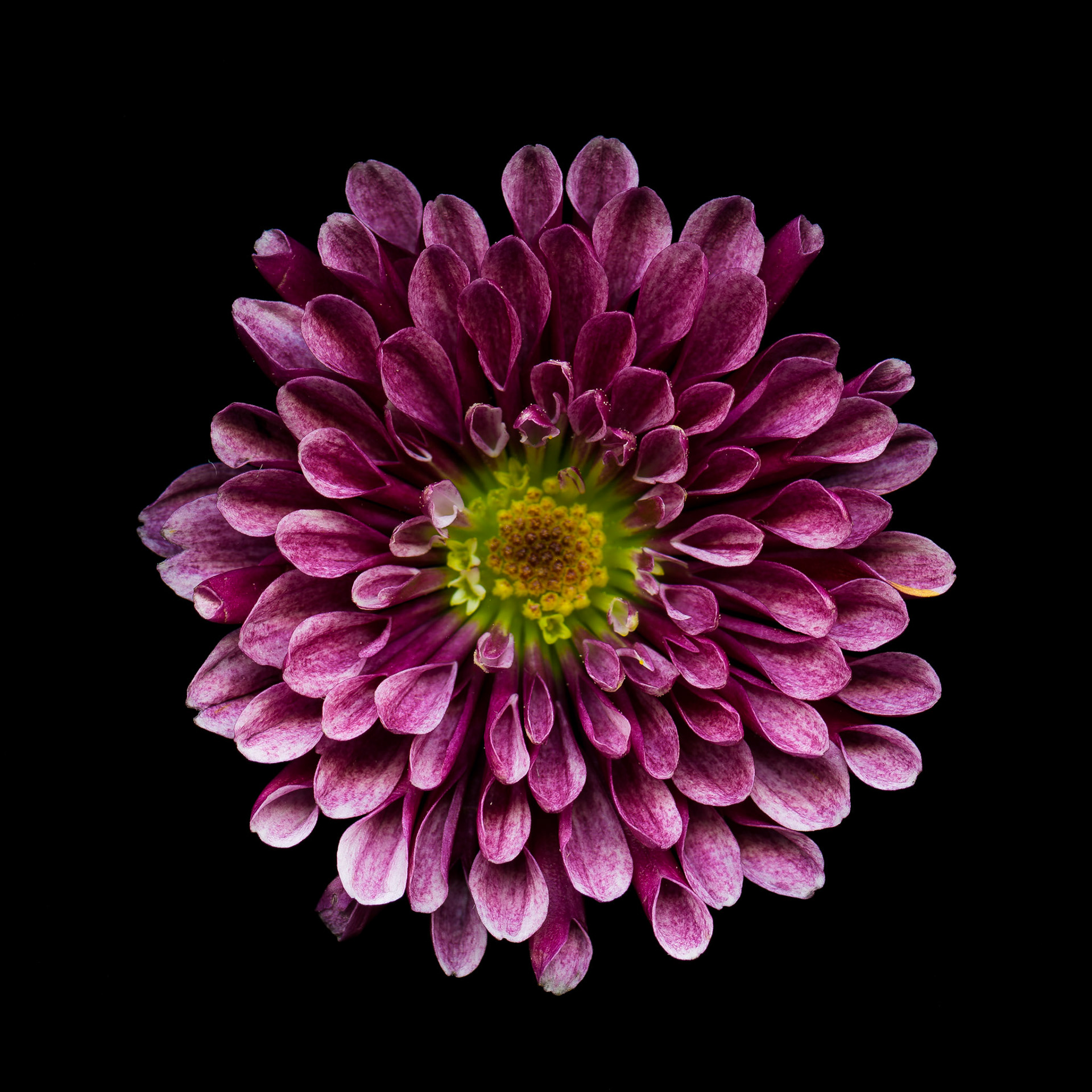 Scan made with an Epson Perfection V700