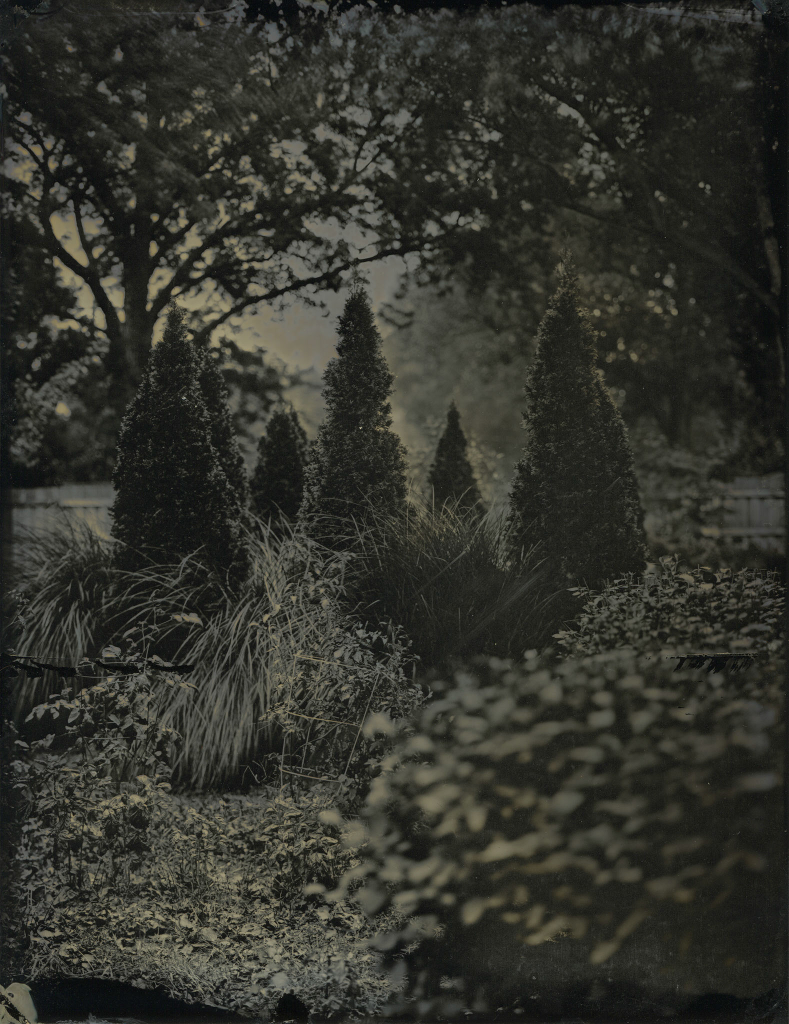 Tin Type