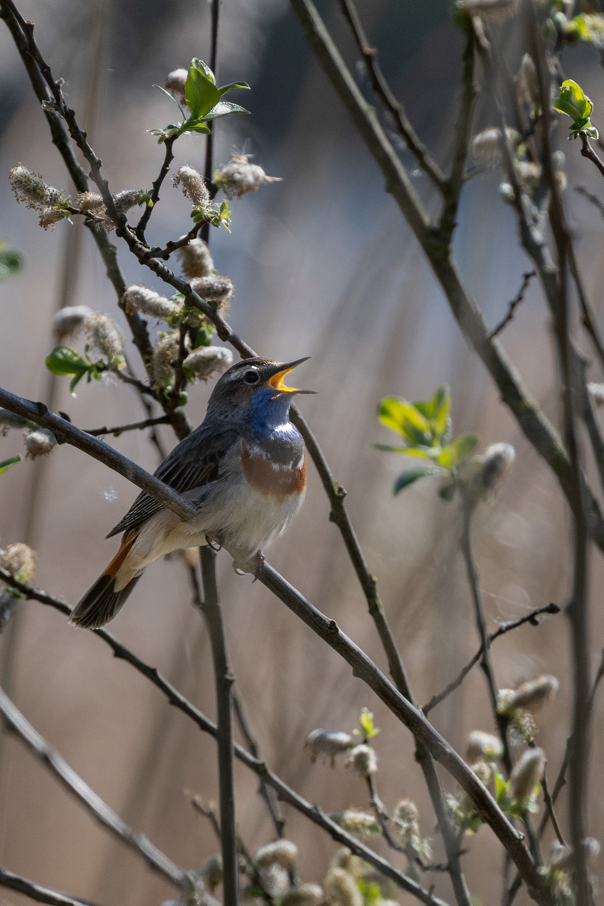 Blauwborst