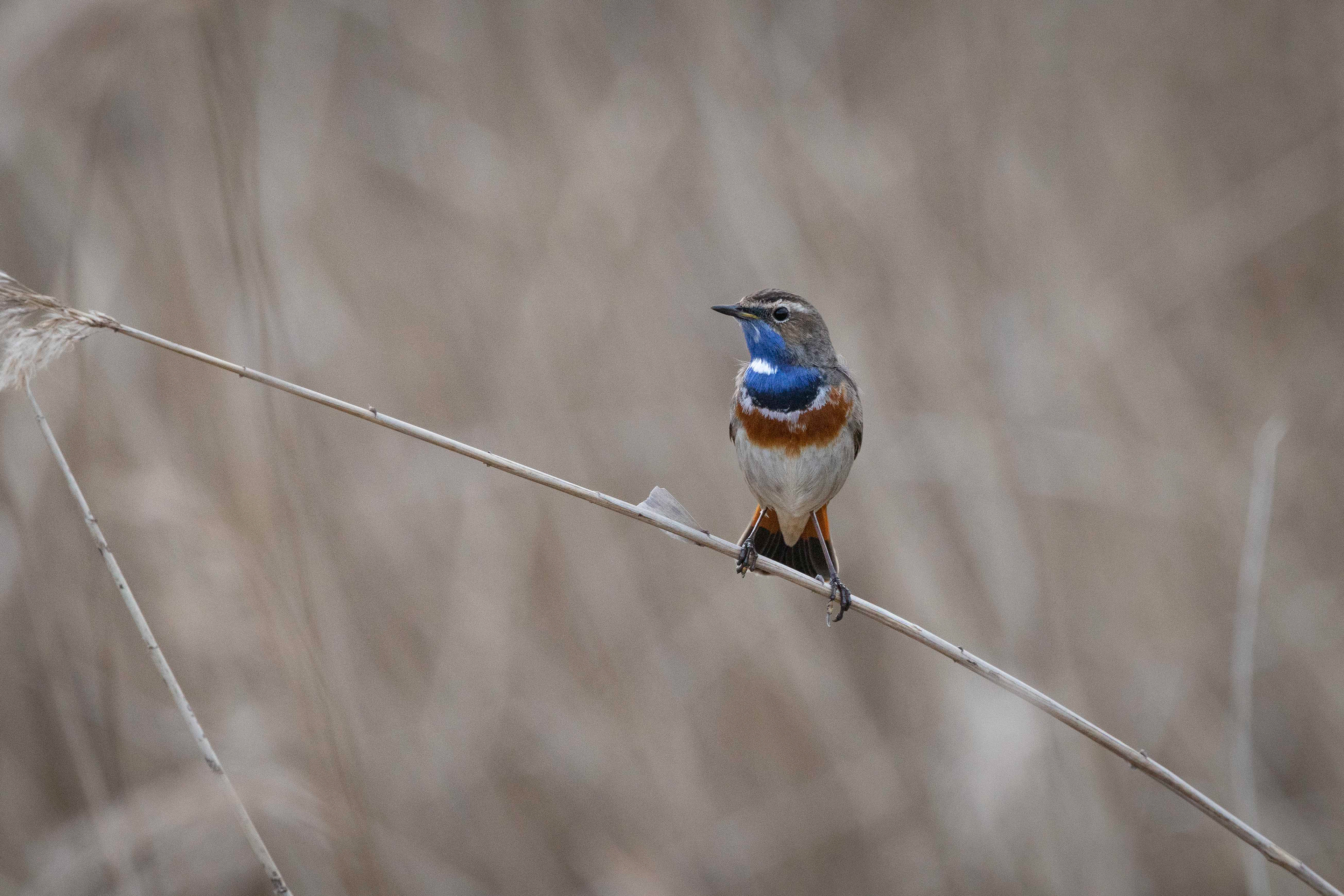 Blauwborst