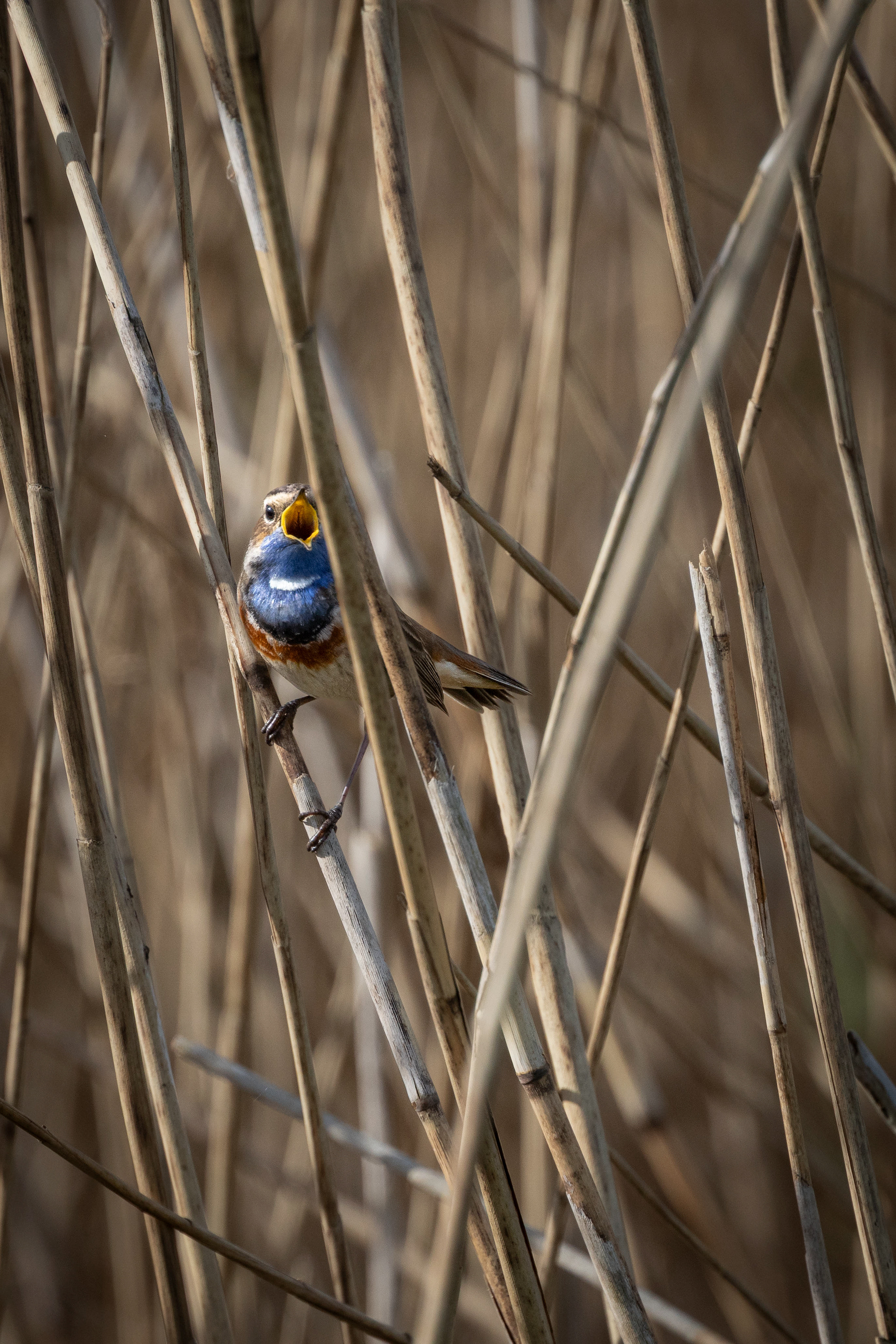 Blauwborst