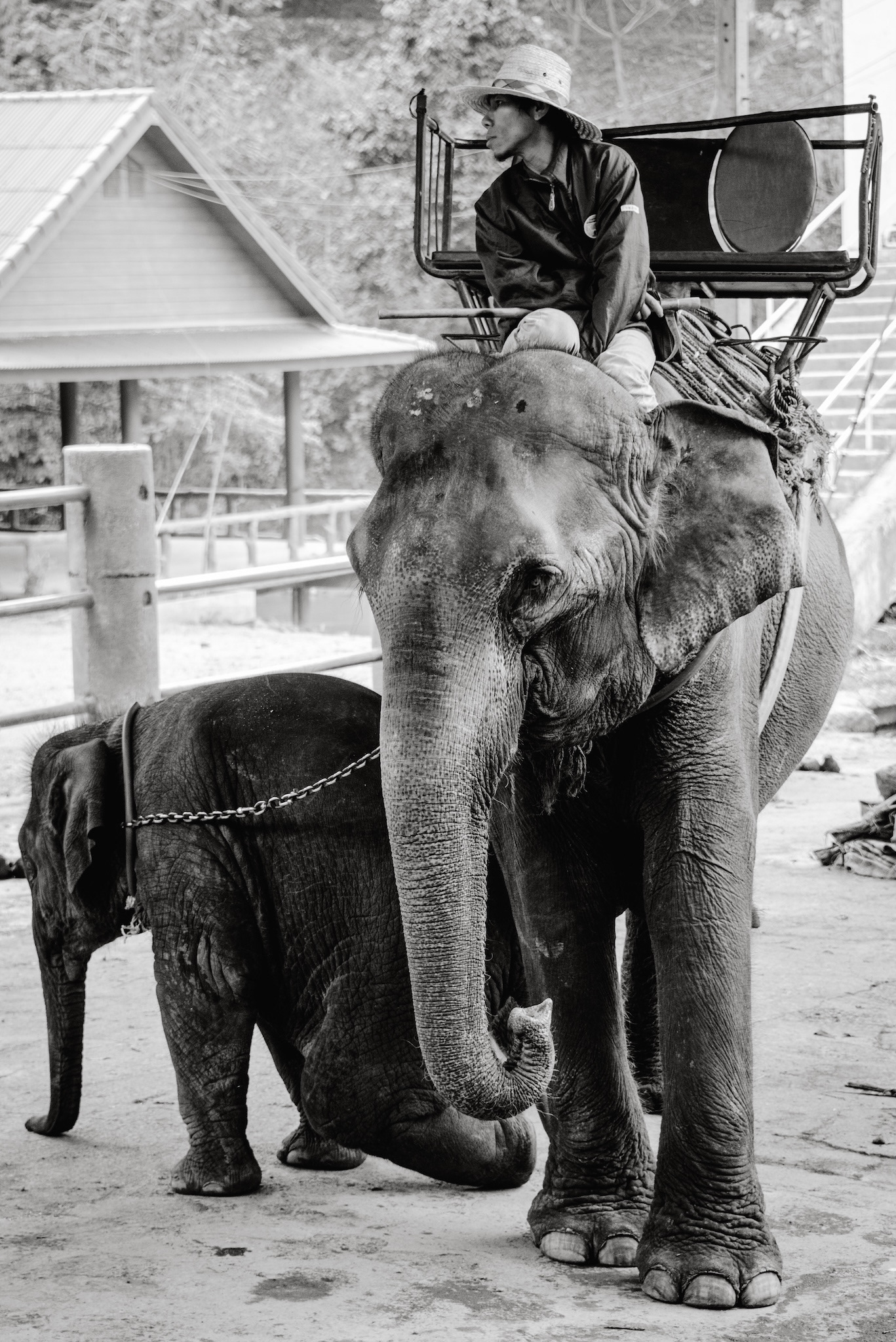 Mahout mit Elefant