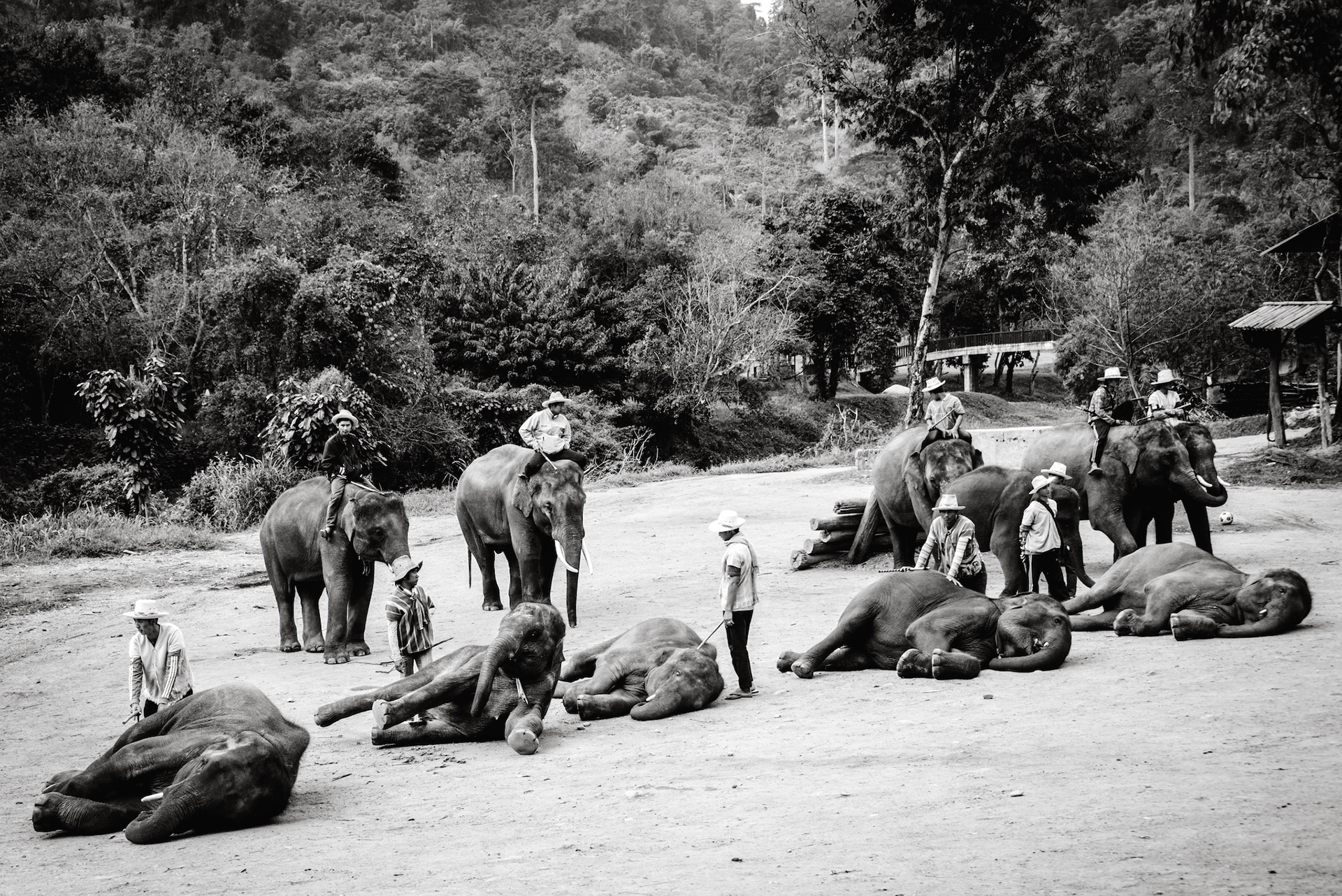 Moahouts mit ihren Elefanten