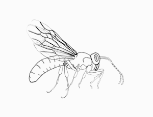 Scene 5 - Male ant