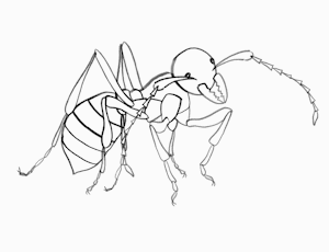 Scene 5 - Ant wiggle 2