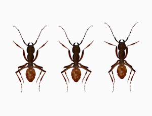 Scene 2 - Ant dancers