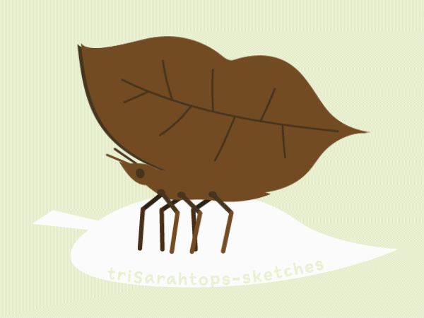 Dancing Leaf Butterfly