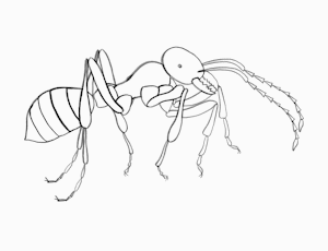 Scene 5 - Ant wiggle 1